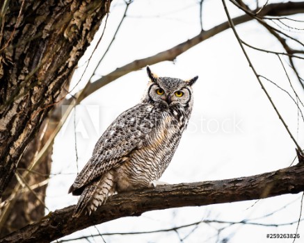 Picture of great horned owl on branch